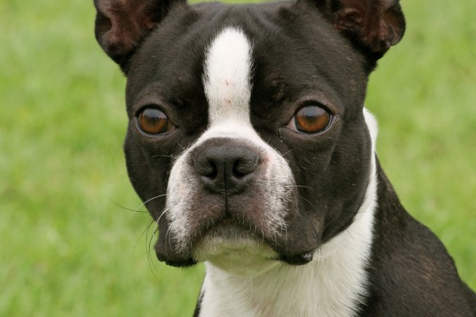 Boston Terrier