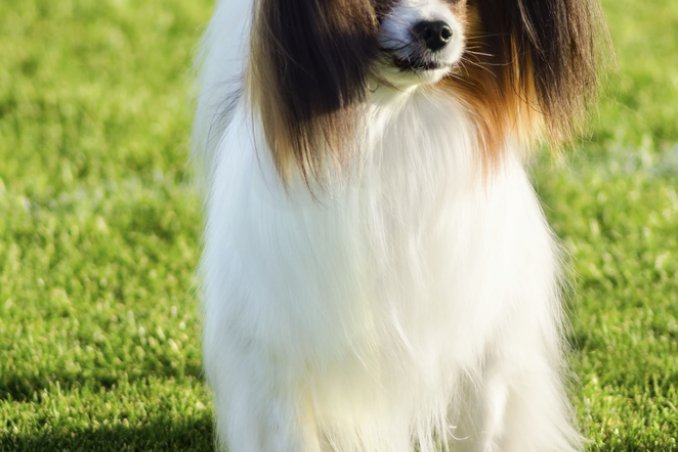 Èpagneul nano continentale