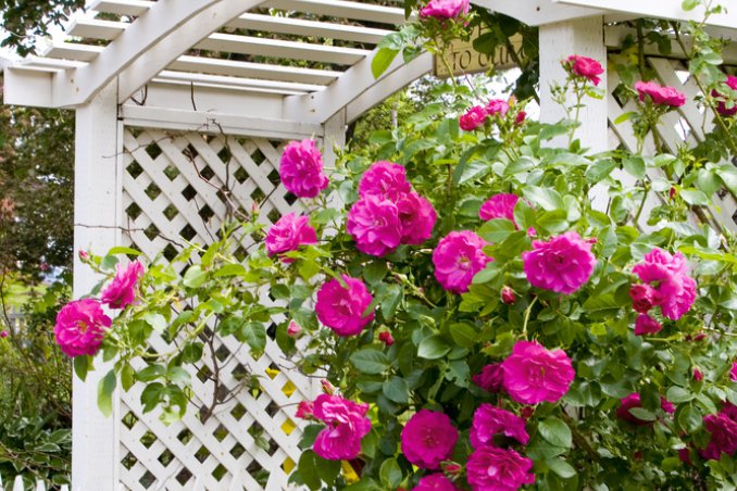 fiorisci come i fiori