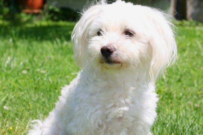 Maltese - Cani da grembo