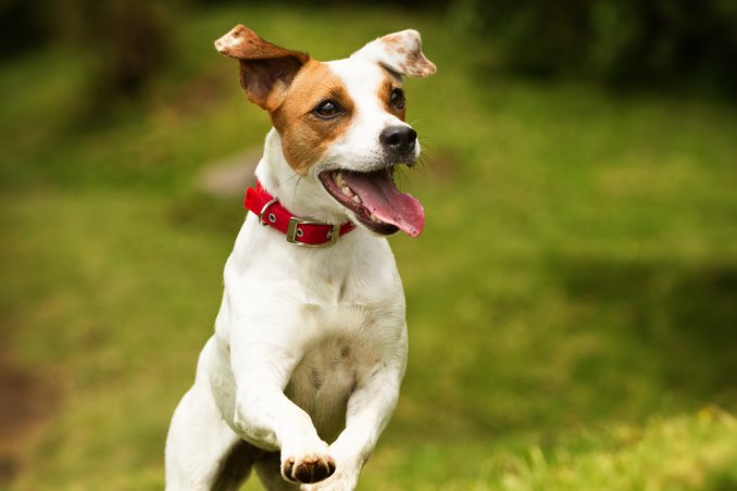 Parson Russell Terrier