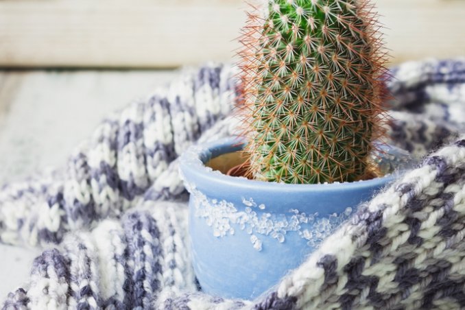 Prendersi cura delle piante e del giardino in inverno rimedi anti gelo