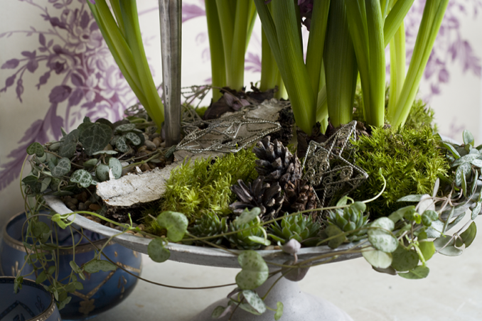 fiori in inverno