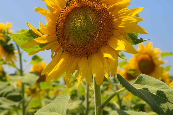 significato dei girasoli