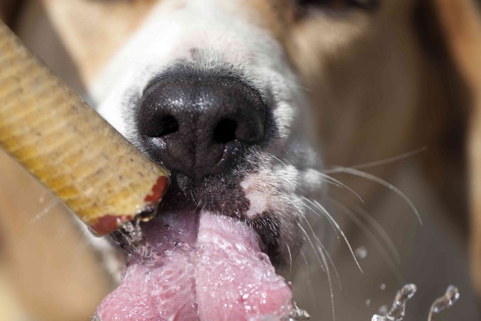 colpo di calore nei cani