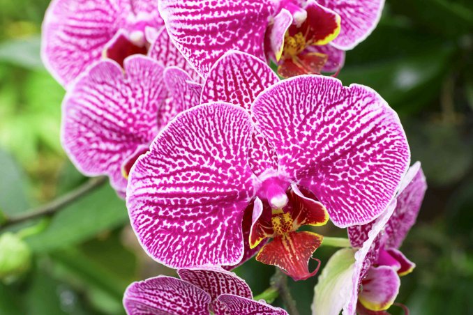 come coltivare le orchidee