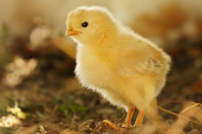 come allevare i pulcini