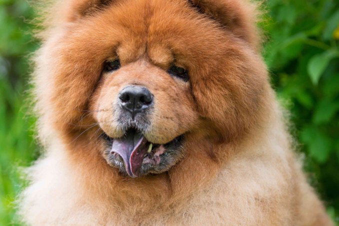 oroscopo cinese cane