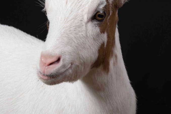 oroscopo cinese capra