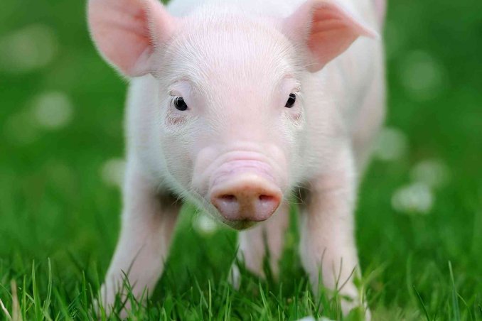 oroscopo cinese maiale