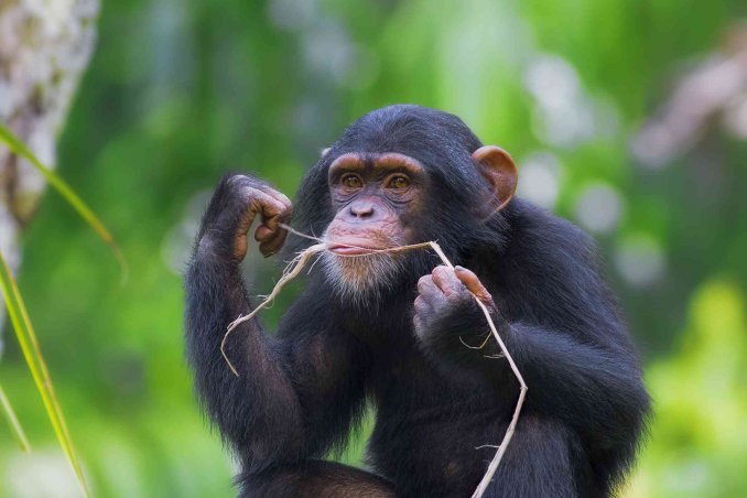 oroscopo cinese scimmia