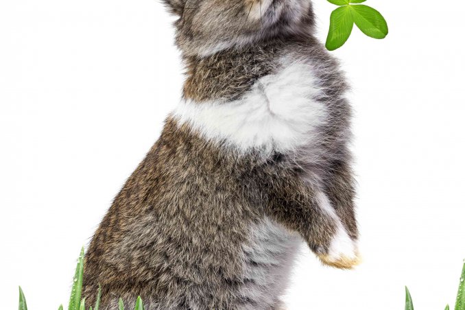 oroscopo cinese lepre o coniglio