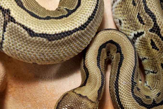 oroscopo cinese serpente