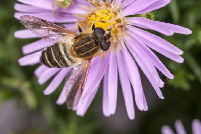 sognare un'ape significato