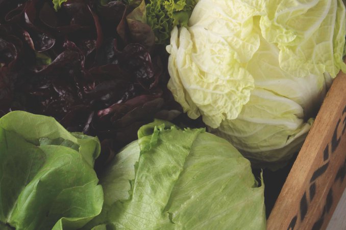 come coltivare la lattuga