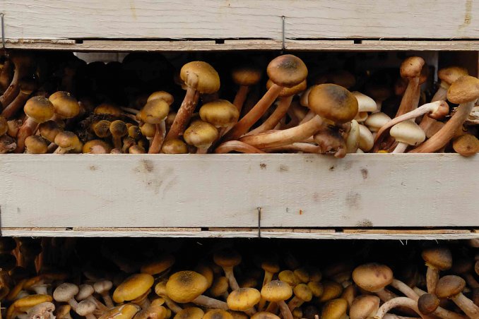 come coltivare i funghi in casa