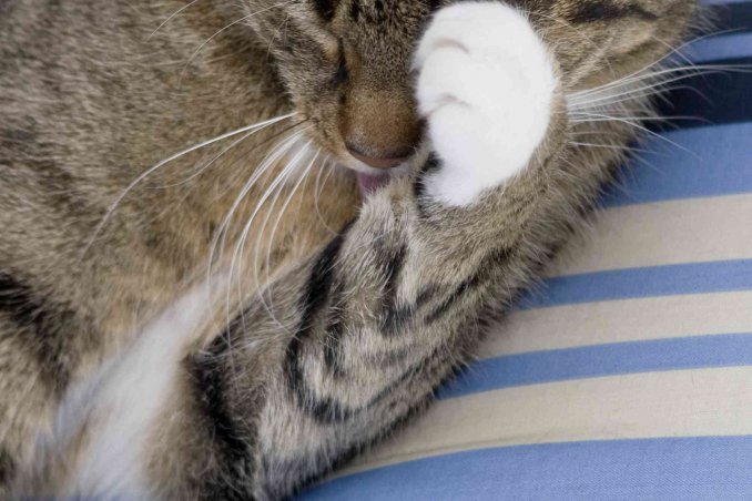 come pulire occhi gattini