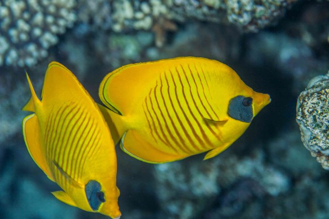 sognare pesci significato