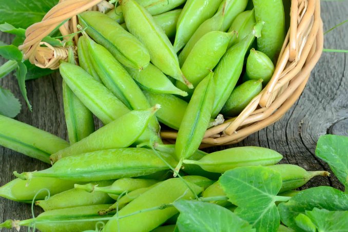 come coltivare i piselli