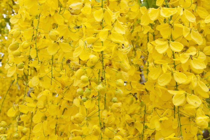 cassia proprietà curative