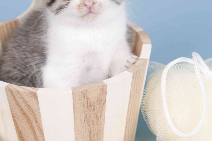 come lavare il gatto in casa