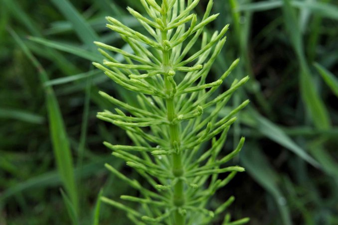 equiseto proprietà e controindicazioni