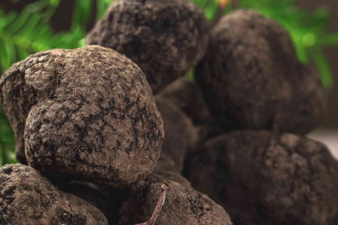 come coltivare il tartufo a casa