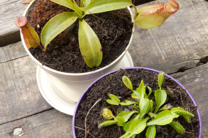 piante carnivore coltivazione