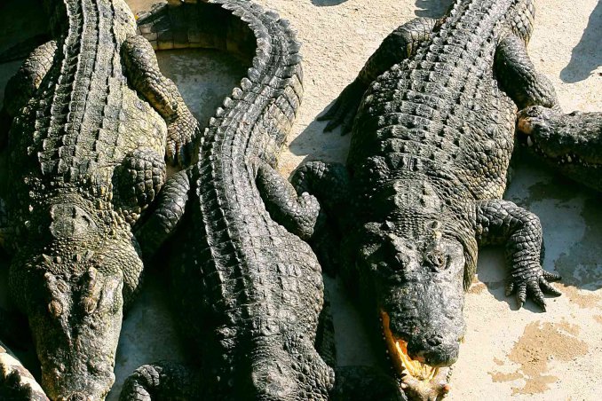 sognare coccodrilli significato