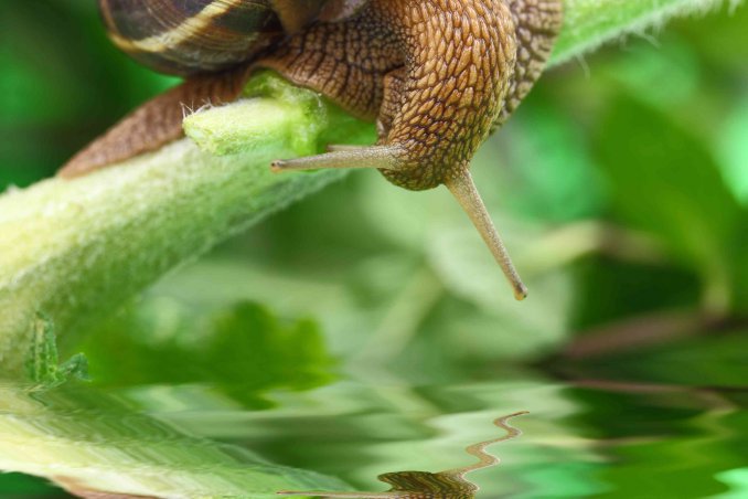 sognare lumache significato