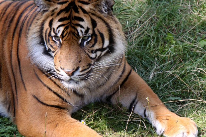 sognare una tigre significato