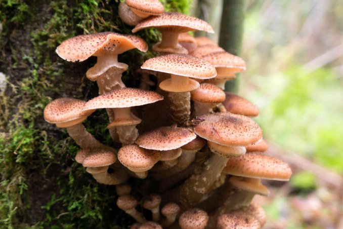 sognare funghi significato