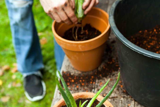 come coltivare l'aloe vera in casa