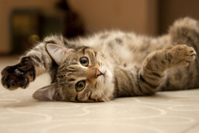 Mici, questi insaziabili