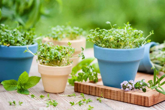 come coltivare le piante aromatiche in vaso