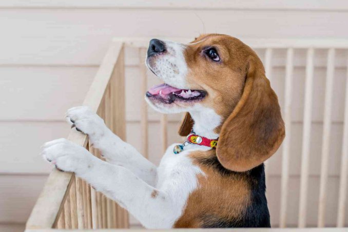 come costruire un recinto per cani