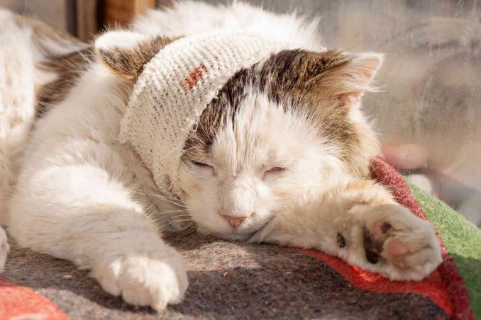 Come disinfettare una ferita a un gatto