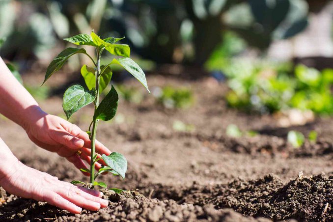 come proteggere l'orto