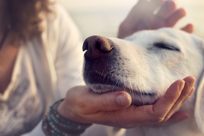 I nostri animali comprendono quello che diciamo. Lo dice la scienza