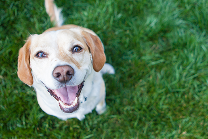 Ristoranti e SPA per cani e gatti