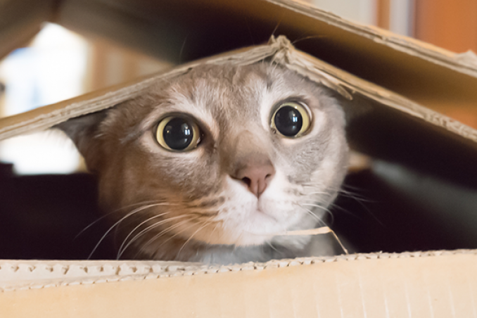 I giochi fai da te per il tuo gatto