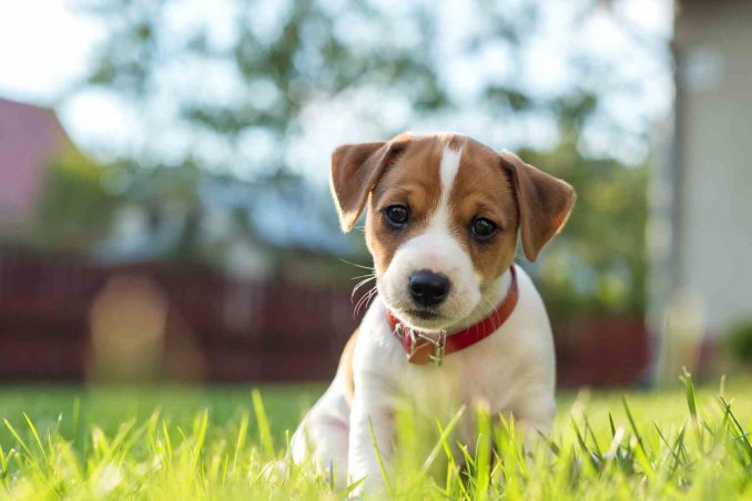 sterilizzazione cane costi convalescenza