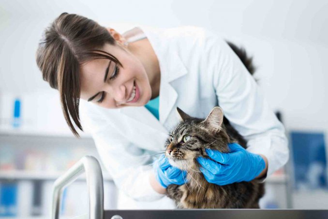 Sterilizzazione del gatto costi, decorso post operatorio e dieta 