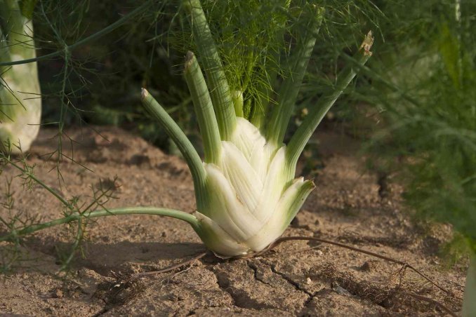 coltivazione finocchio guida