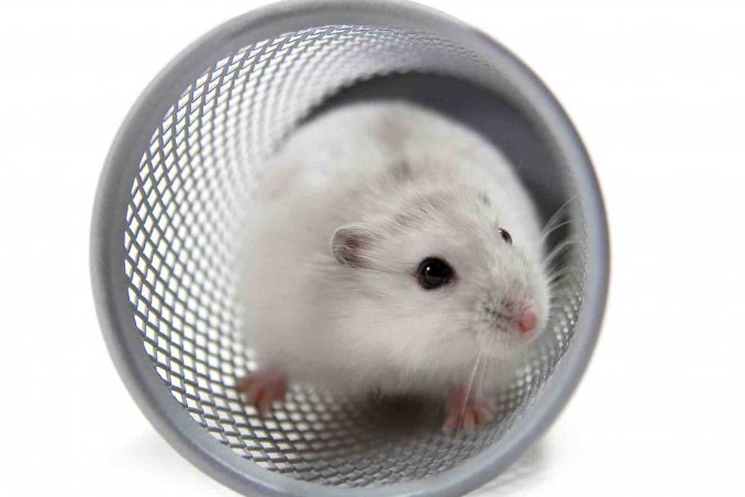 come costruire un parco giochi per criceti