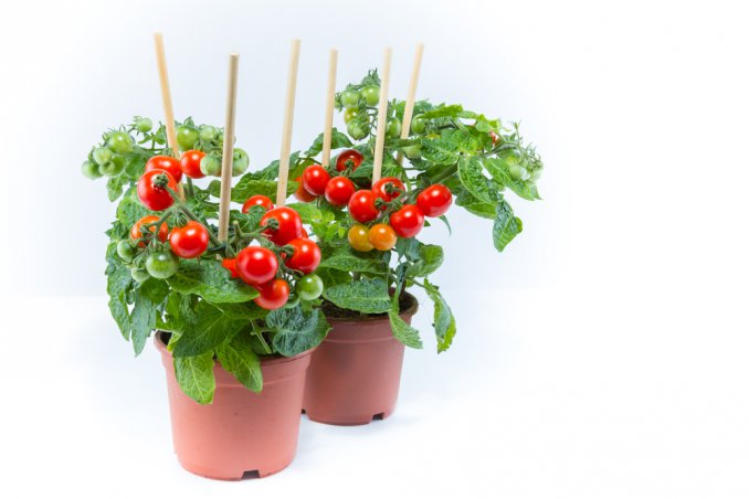 coltivare pomodori ciliegini in vaso, orto balcone, pomodori ciliegini coltivazione