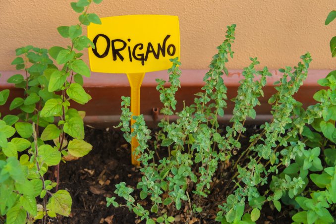 coltivare origano