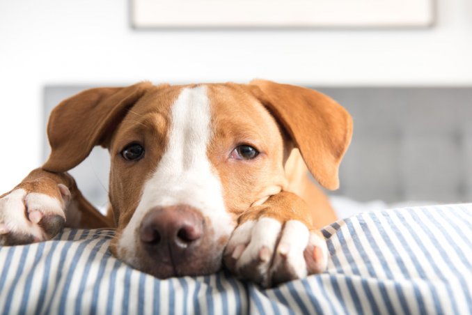 parassiti, cane, sintomi