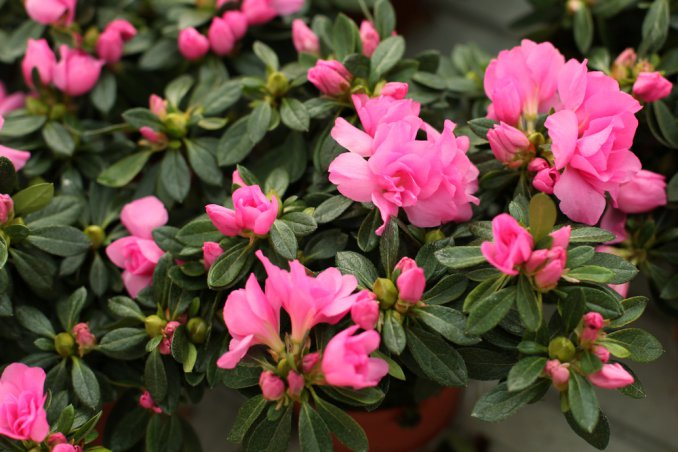 coltivare azalea