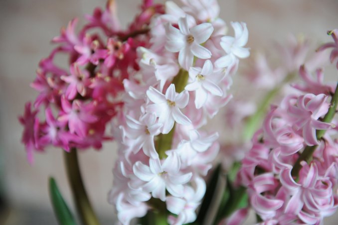 bulbi giacinto forzatura, coltivare giacinti